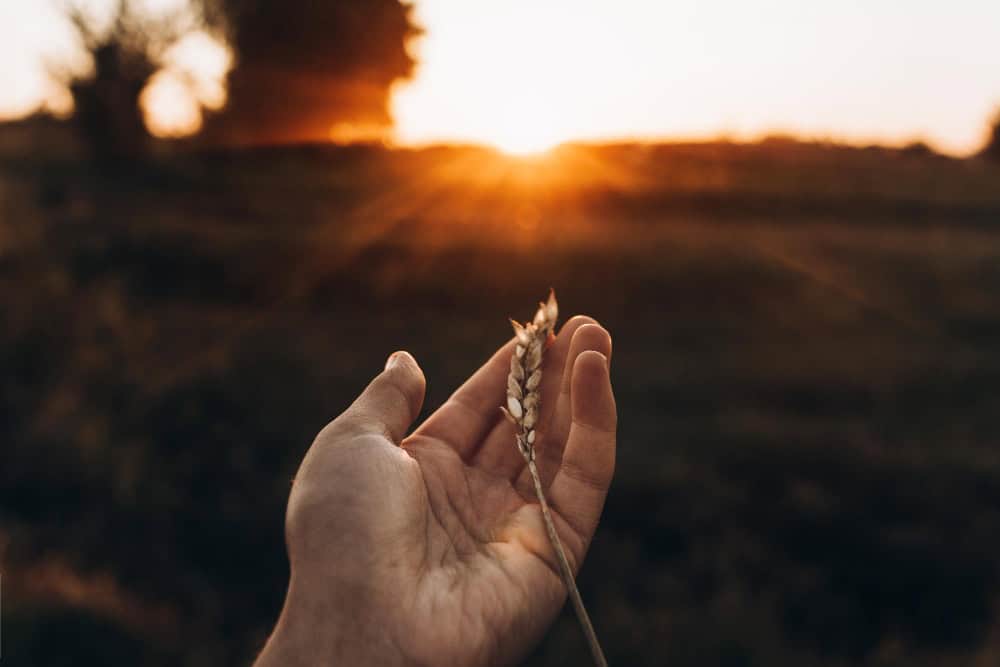 holding wheat seed